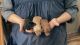 Miniature Dachshund Puppies for sale in Brave, PA, USA. price: $1,000