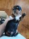 Miniature Dachshund Puppies for sale in Phoenix, AZ, USA. price: $900