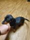 Miniature Dachshund Puppies for sale in Pierz, MN 56364, USA. price: NA