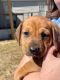 Miniature Dachshund Puppies for sale in Defuniak Springs, FL 32433, USA. price: $500