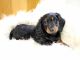 Miniature Dachshund Puppies for sale in Centerville, IA 52544, USA. price: $1,375
