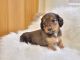 Miniature Dachshund Puppies for sale in Centerville, IA 52544, USA. price: $1,475