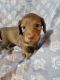 Miniature Dachshund Puppies for sale in IL-159, Illinois, USA. price: NA