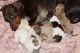Miniature Dachshund Puppies for sale in Fort Lauderdale, FL, USA. price: NA