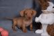 Miniature Dachshund Puppies for sale in Strafford, MO 65757, USA. price: NA