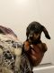Miniature Dachshund Puppies for sale in Colorado Springs, CO, USA. price: $1,200
