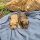 Miniature Dachshund Puppies for sale in Knoxville, TN, USA. price: $1,000