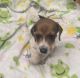 Miniature Dachshund Puppies for sale in St Martinville, LA 70582, USA. price: $600