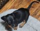 Miniature Dachshund Puppies for sale in Grover, NC 28073, USA. price: $80,000