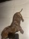 Miniature Dachshund Puppies for sale in Owasso, OK, USA. price: $500