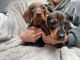 Miniature Dachshund Puppies for sale in Mesa, AZ 85209, USA. price: NA