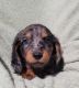 Miniature Dachshund Puppies for sale in New Oxford, PA 17350, USA. price: NA