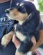 Miniature Dachshund Puppies for sale in Fayetteville, TN 37334, USA. price: $1,250