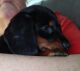 Miniature Dachshund Puppies for sale in Belview, MN 56214, USA. price: NA