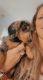 Miniature Dachshund Puppies for sale in South Daytona, FL 32119, USA. price: NA