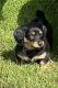 Miniature Dachshund Puppies for sale in Dover, DE, USA. price: NA