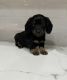 Miniature Dachshund Puppies for sale in Columbia, KY 42728, USA. price: $2,300