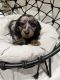 Miniature Dachshund Puppies for sale in Columbia, KY 42728, USA. price: NA