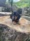 Miniature Dachshund Puppies for sale in Plum, PA, USA. price: NA