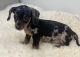 Miniature Dachshund Puppies for sale in Walnut, MS 38683, USA. price: $950