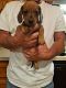 Miniature Dachshund Puppies for sale in Cypress, TX, USA. price: NA