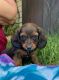 Miniature Dachshund Puppies for sale in 2629 N 1525 E, Layton, UT 84040, USA. price: NA