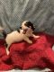 Miniature Dachshund Puppies