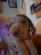 Miniature Dachshund Puppies for sale in Hartwell, GA 30643, USA. price: $750