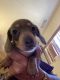 Miniature Dachshund Puppies for sale in Perris, CA, USA. price: NA