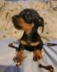 Miniature Dachshund Puppies for sale in Grover, NC 28073, USA. price: NA