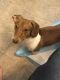 Miniature Dachshund Puppies for sale in Hudson, NH 03051, USA. price: NA