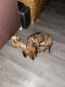 Miniature Dachshund Puppies for sale in Mt Carmel, PA 17851, USA. price: NA