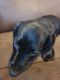 Miniature Dachshund Puppies for sale in Houston, MN 55943, USA. price: $1,500
