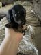 Miniature Dachshund Puppies for sale in Sulphur Springs, TX 75482, USA. price: $900