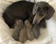 Miniature Dachshund Puppies for sale in Ontario, CA, USA. price: $1,400
