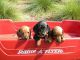 Miniature Dachshund Puppies for sale in Chicago, IL 60602, USA. price: $500