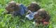 Miniature Dachshund Puppies for sale in Augusta, GA, USA. price: $2,000