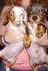 Miniature Dachshund Puppies for sale in Baytown, TX, USA. price: NA