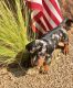 Miniature Dachshund Puppies for sale in Arcola, TX 77583, USA. price: NA