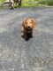 Miniature Dachshund Puppies for sale in Easton, PA, USA. price: $600