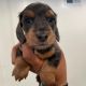 Miniature Dachshund Puppies for sale in Cincinnati, OH 45226, USA. price: $1,000