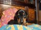 Miniature Dachshund Puppies for sale in Sterling, IL 61081, USA. price: $2,200