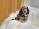 Miniature Dachshund Puppies for sale in Centerville, IA 52544, USA. price: NA