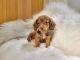 Miniature Dachshund Puppies for sale in Centerville, IA 52544, USA. price: $1,575
