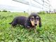 Miniature Dachshund Puppies for sale in Centerville, IA 52544, USA. price: $1,575