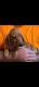 Miniature Dachshund Puppies for sale in Callaway, VA 24067, USA. price: $900