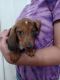 Miniature Dachshund Puppies for sale in Wingate, NC 28174, USA. price: $700
