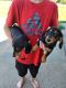 Miniature Dachshund Puppies for sale in Pine City, MN 55063, USA. price: $500