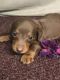 Miniature Dachshund Puppies for sale in Columbia, MS 39429, USA. price: $500