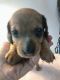 Miniature Dachshund Puppies for sale in Cedar Rapids, IA, USA. price: $1,200
